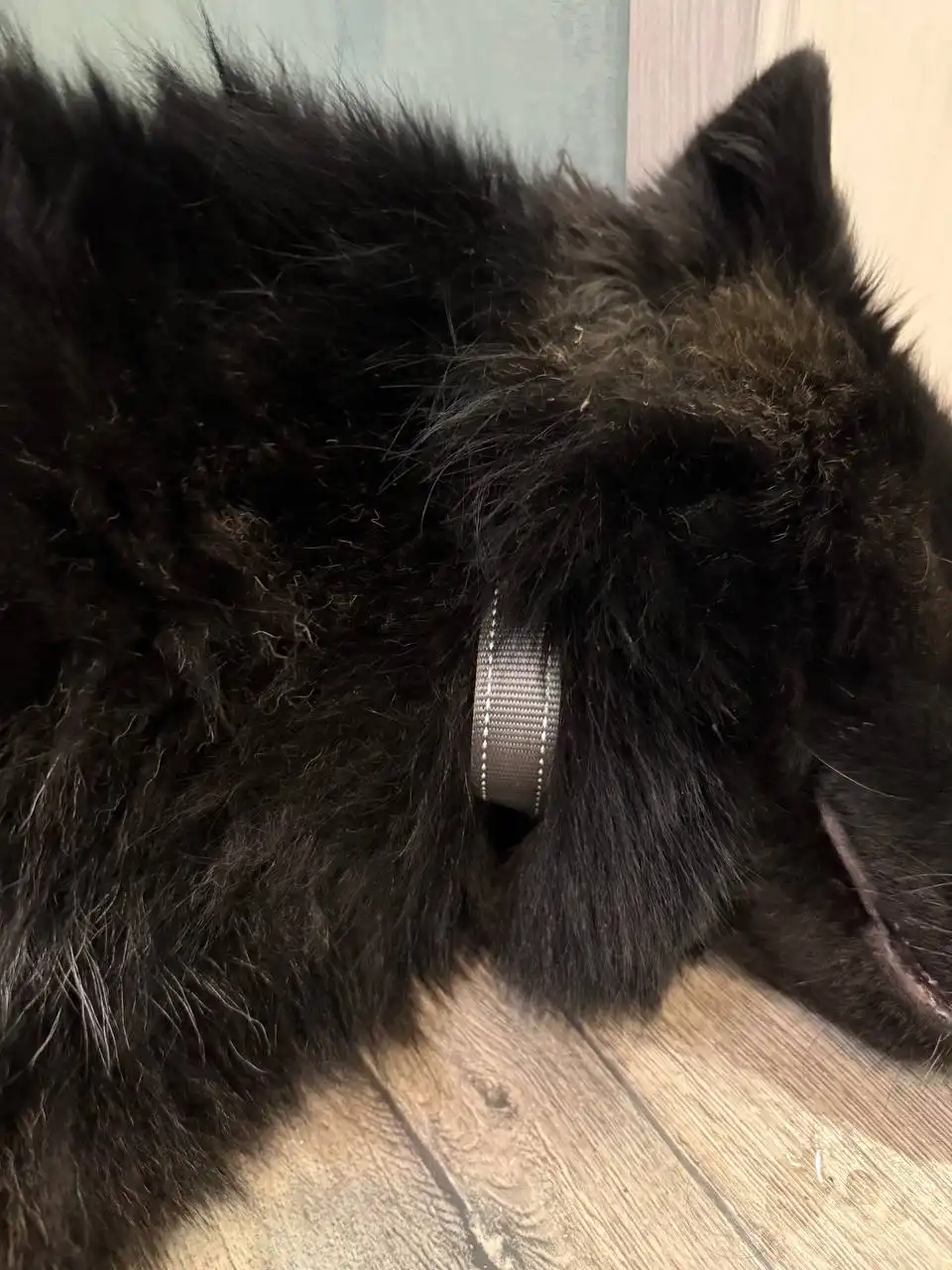 Найдена собака в Иркутске