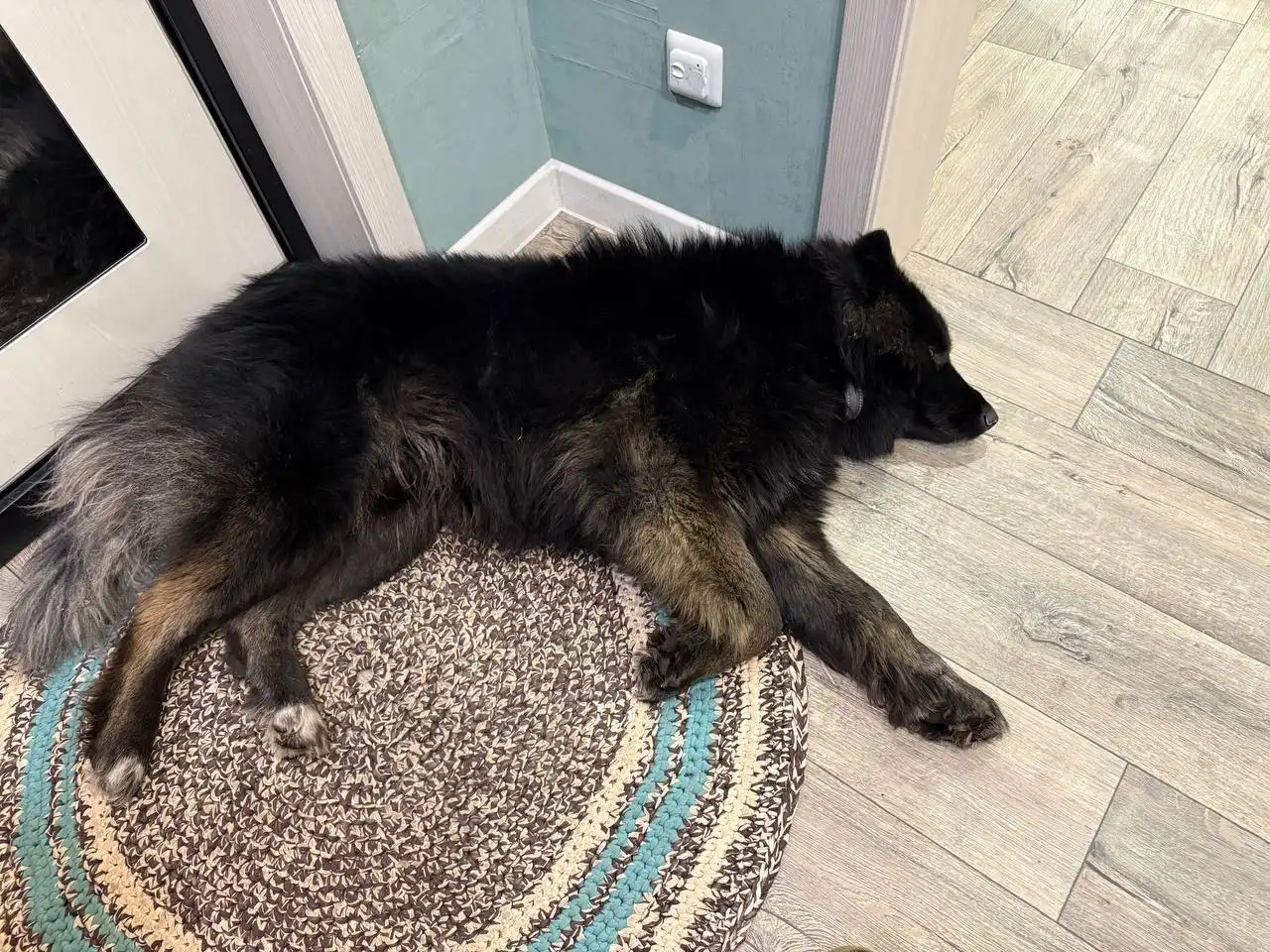 Найдена собака в Иркутске