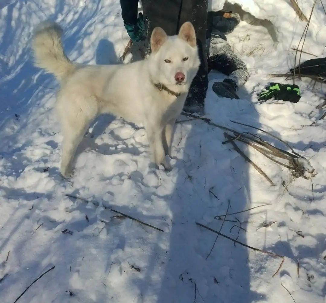 Потерялась собака Белый в Иркутске - Собаки (Животные) в Иркутск