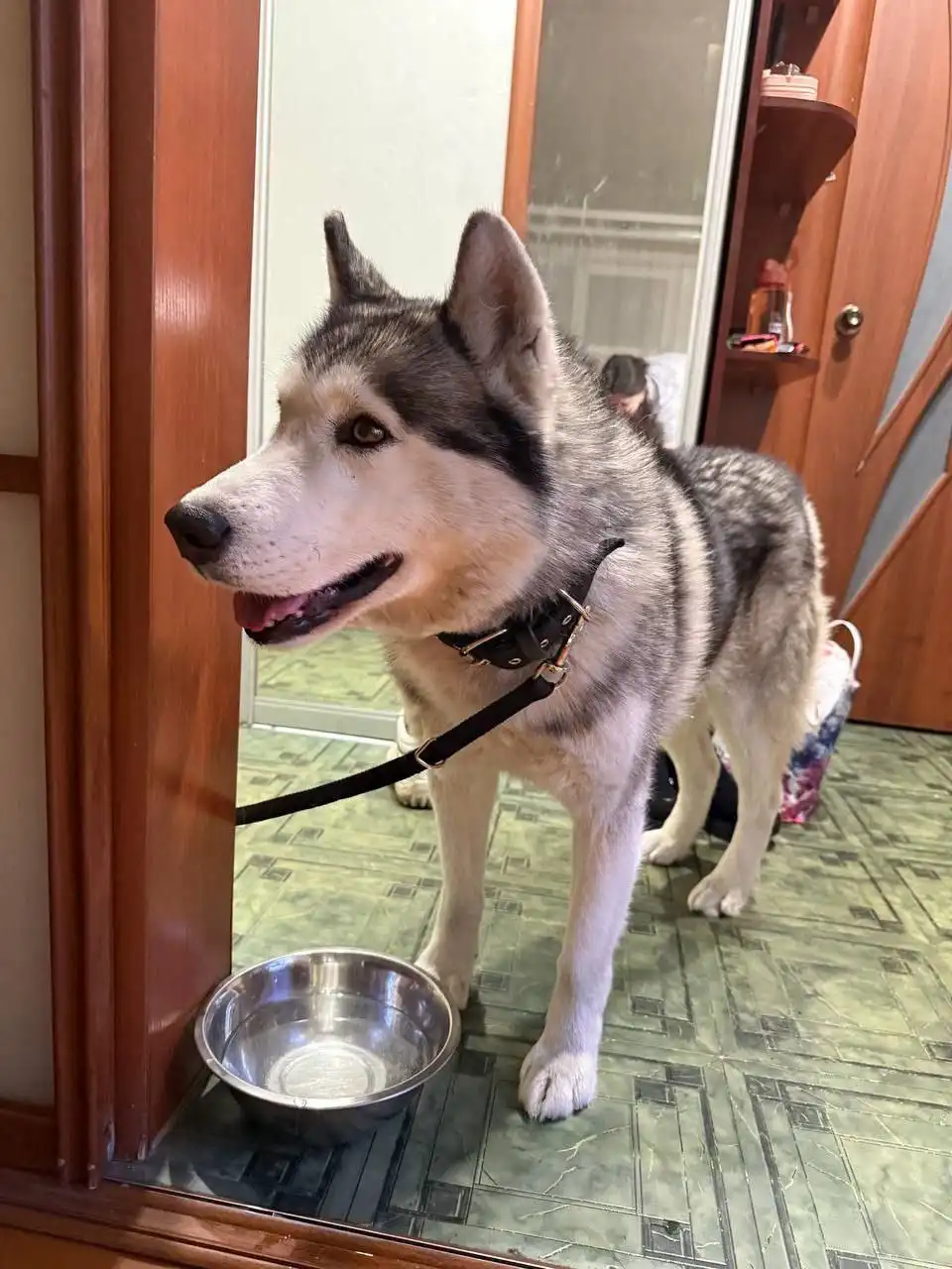 Найден маламут мальчик в Ангарске