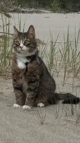 Потерян кот Федя в Ангарске, район ГСК Жигули - Животные в Ангарск