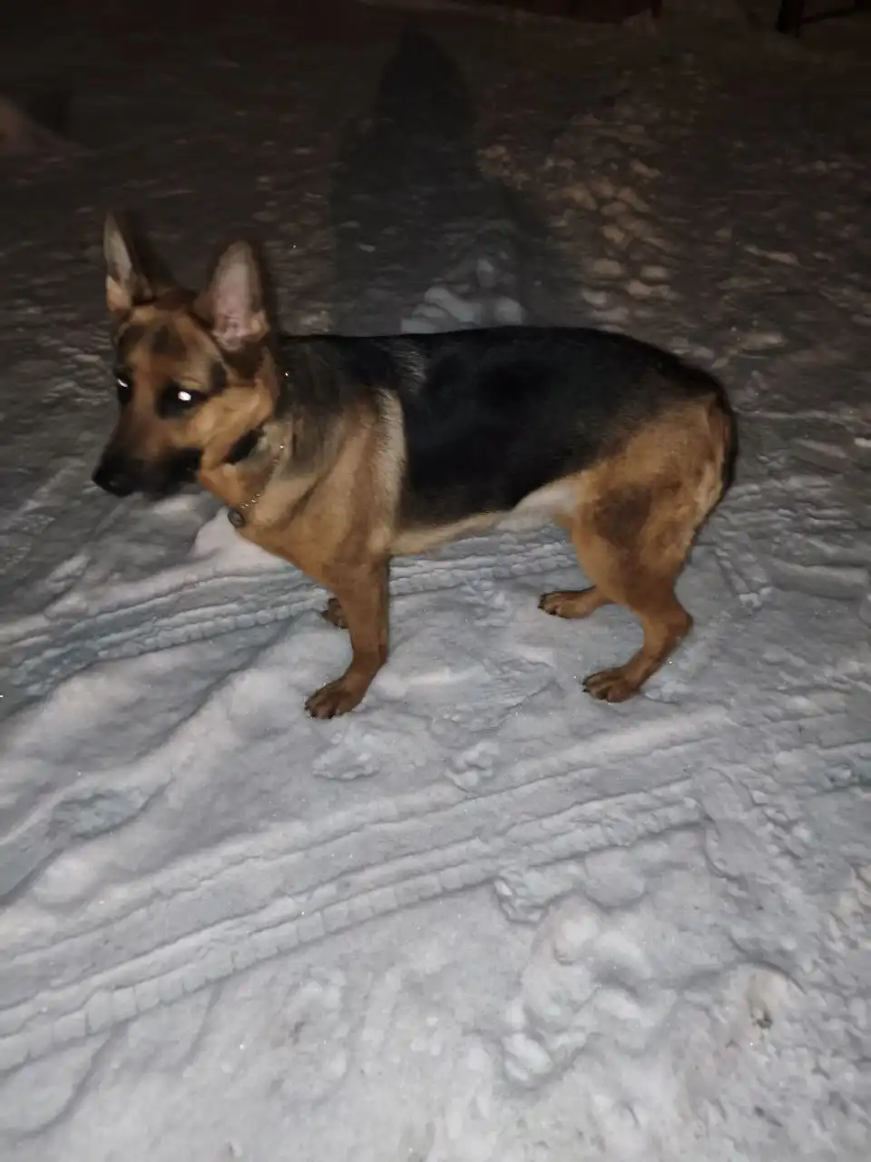 ПОТЕРЯШКА ИРКУТСК ЖИВОТНЫЕ