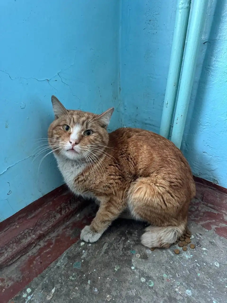 Срочная помощь котику из Усолья в Иркутск