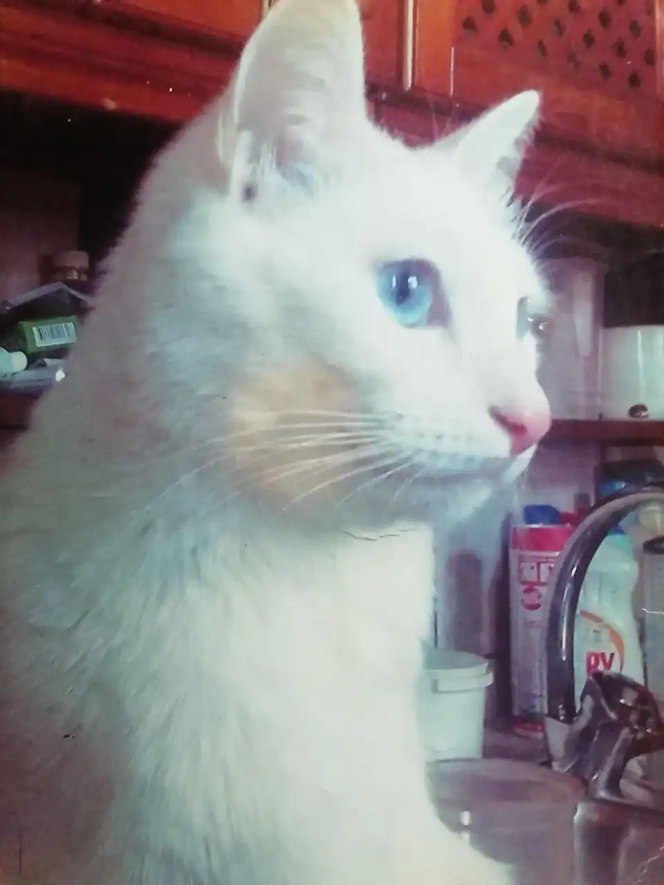 Потеряшка: кот Кузя пропал в Ангарске