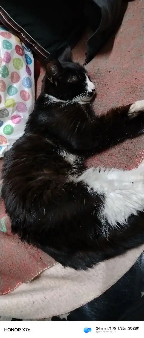 Найдена кошка в Иркутске