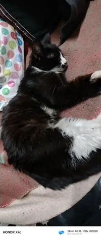 Найдена кошка в Иркутске - Животные в Иркутск