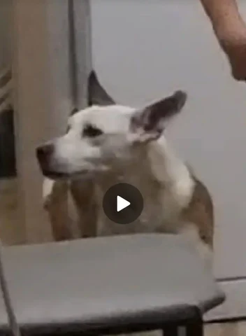 Пропала собака в Иркутске - Животные в Иркутск