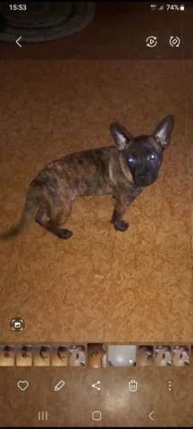 Найден щенок в Иркутске - Животные в Иркутск