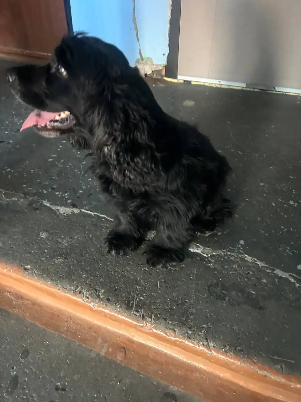 Потерянная собака в Шелехове