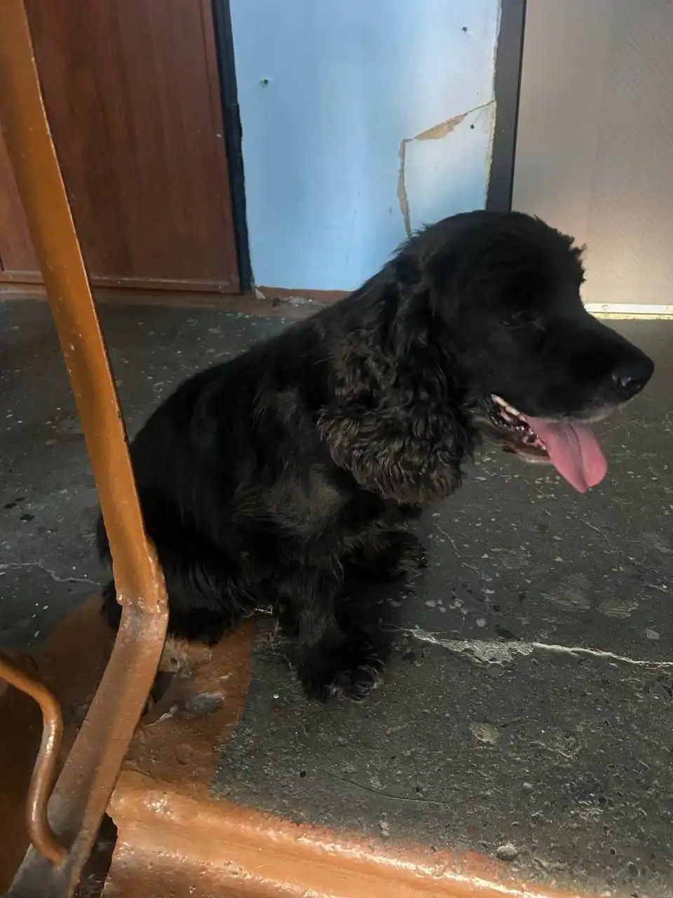 Потерянная собака в Шелехове