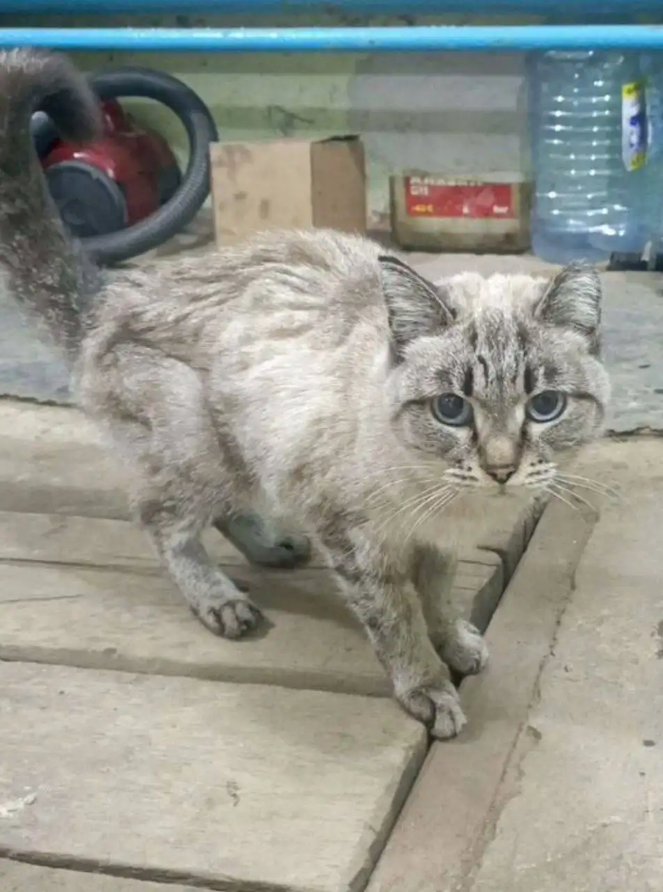 Потеряшка Иркутск Животные