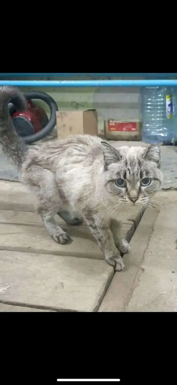 Потерявшееся животное в гараже