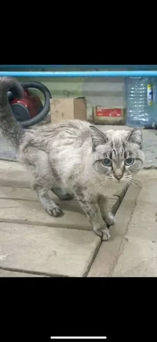 Потерявшееся животное в гараже - Животные в Ангарск