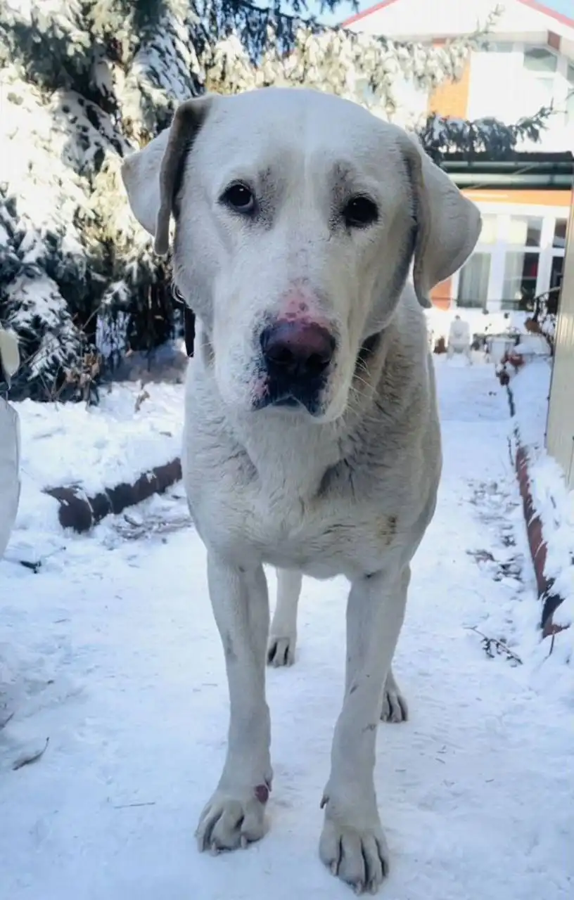 Пропала собака в Иркутске