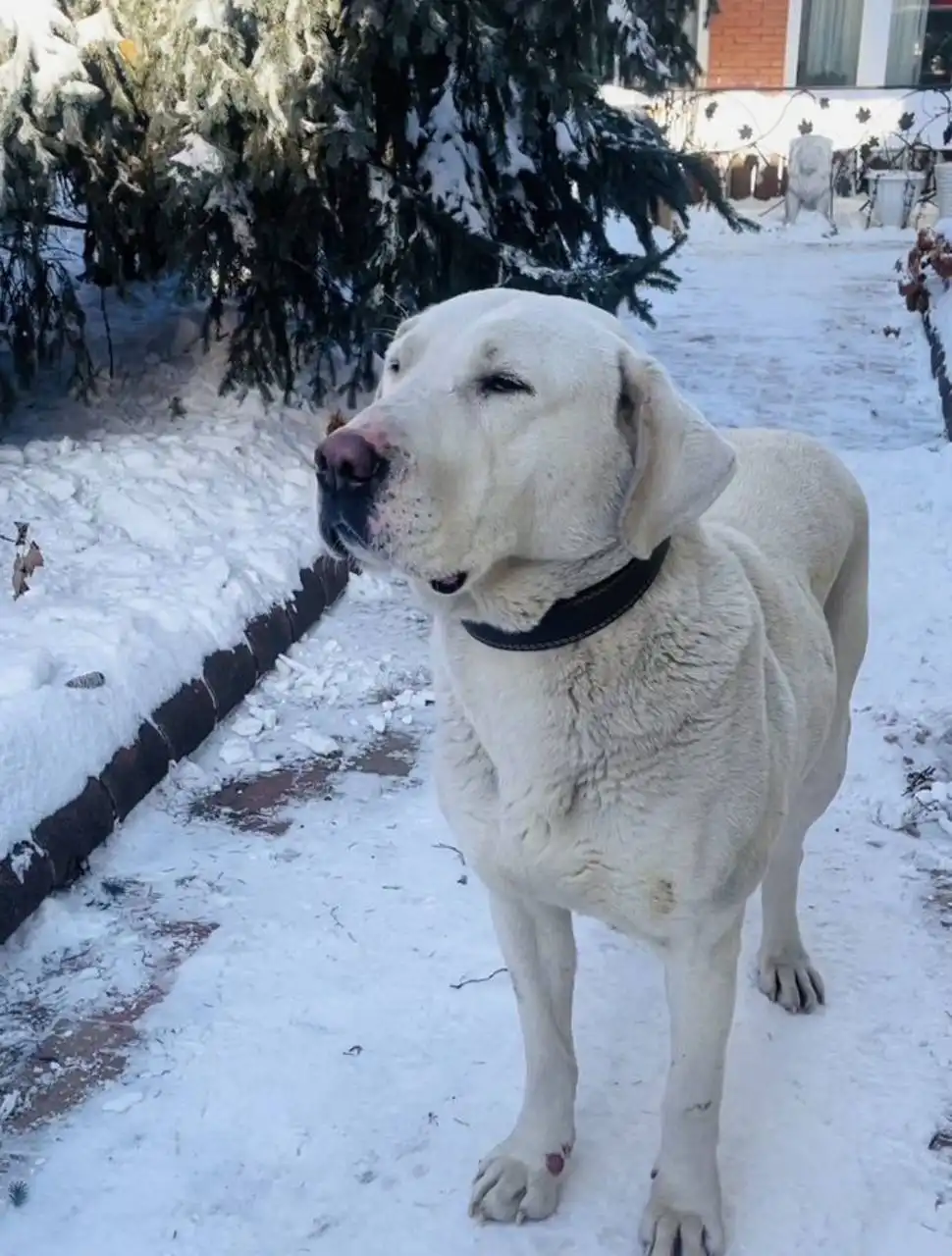 Пропала собака в Иркутске