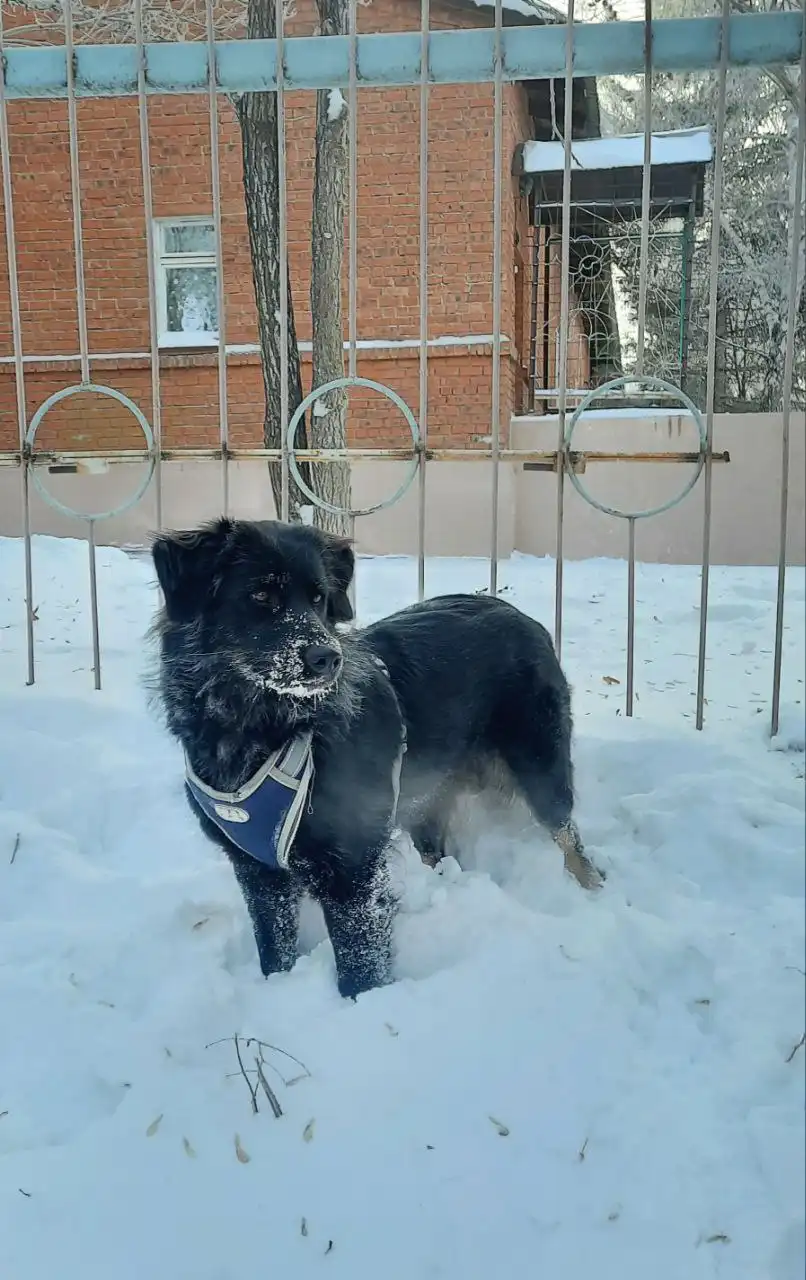 Потерянная собака после ДТП на Фаворского