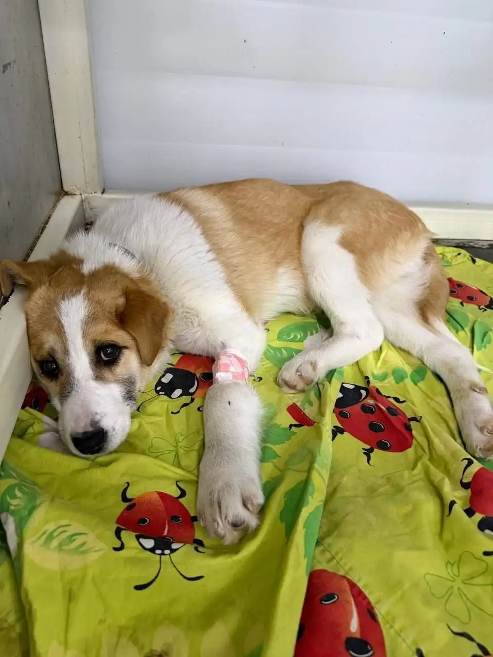 Потерялся подросток-пес в районе к 9