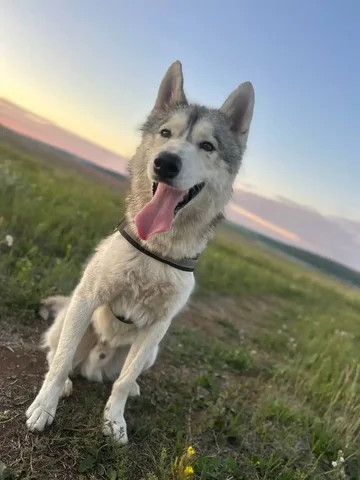 Потерялся хаски в Иркутске - частное объявление в Иркутск