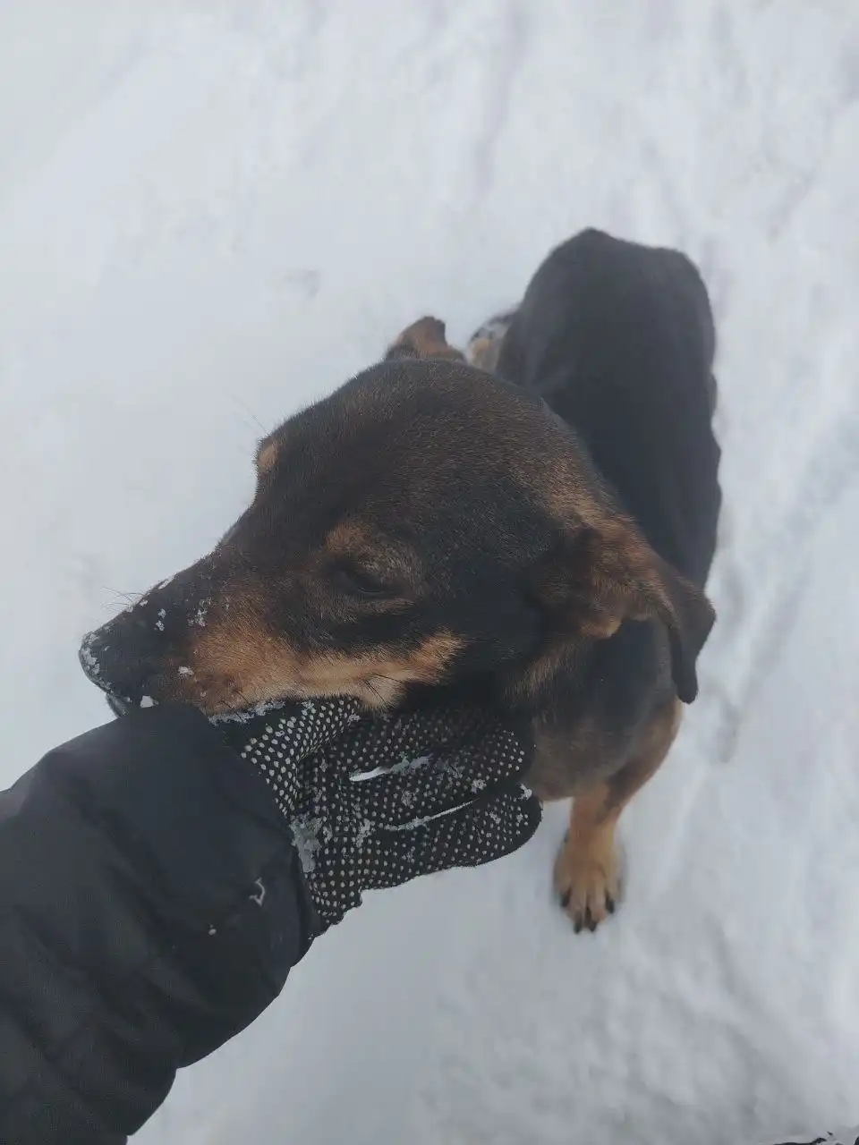 Потерянная собака в Иркутске