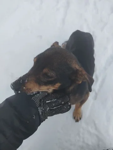 Потерянная собака в Иркутске - Животные в Иркутск