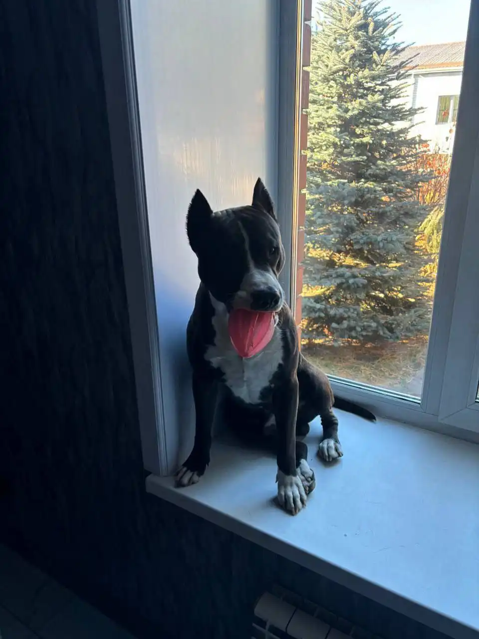 Потеряшка в мкр Солнечный