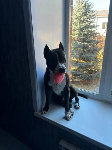 Потеряшка в мкр Солнечный - Животные в Иркутск