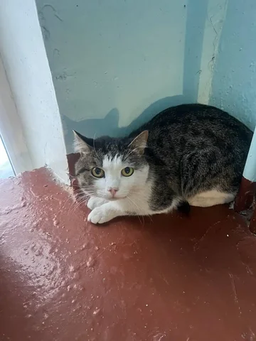 Потеряшка Иркутск Животные - Животные в Иркутск