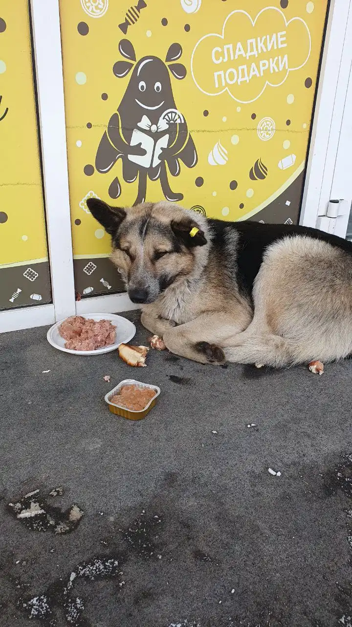 Потерянное животное в Иркутске