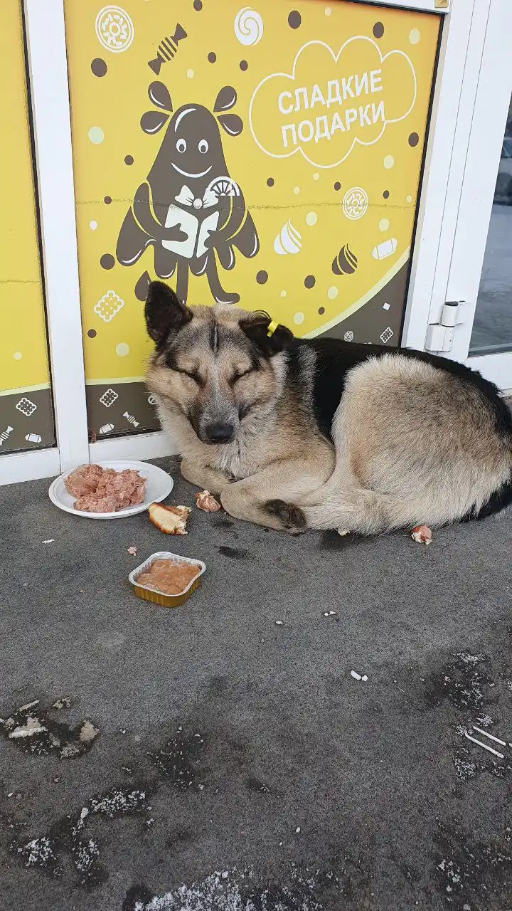 Потерянное животное в Иркутске