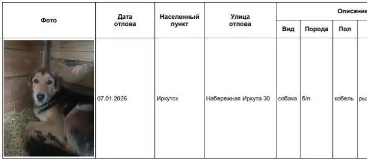 Собаки в приюте в Усолье (Иркутск)