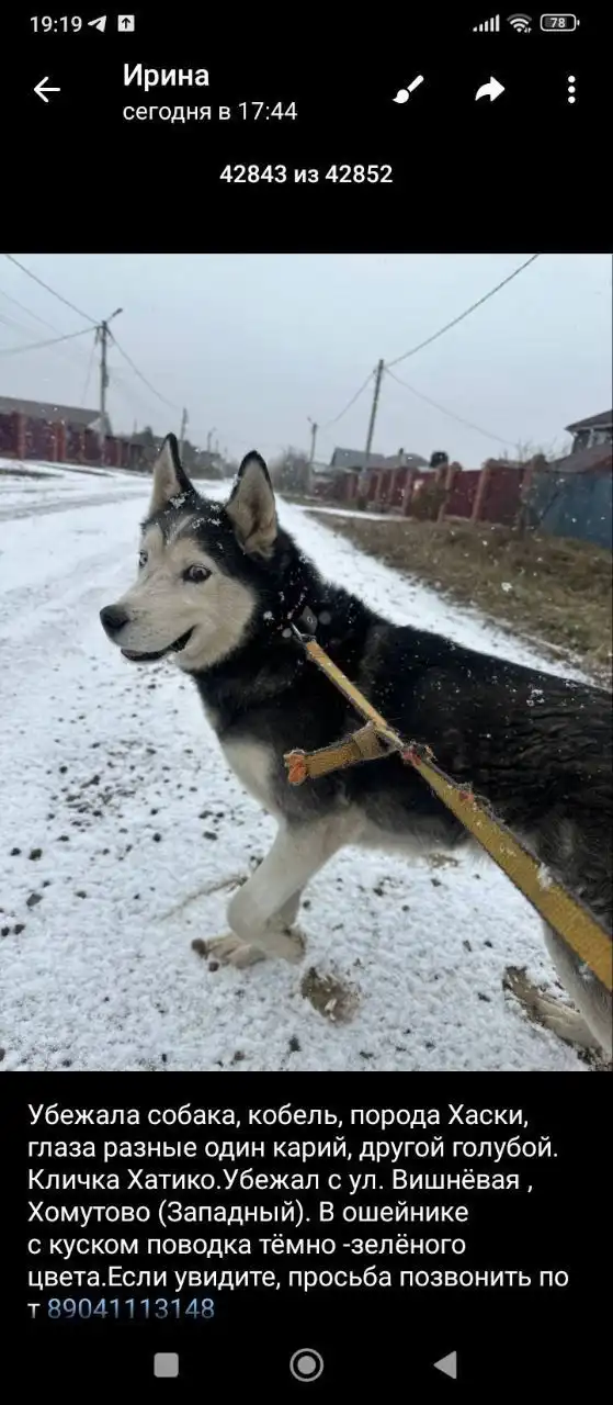 Потеряшка Иркутск Животные