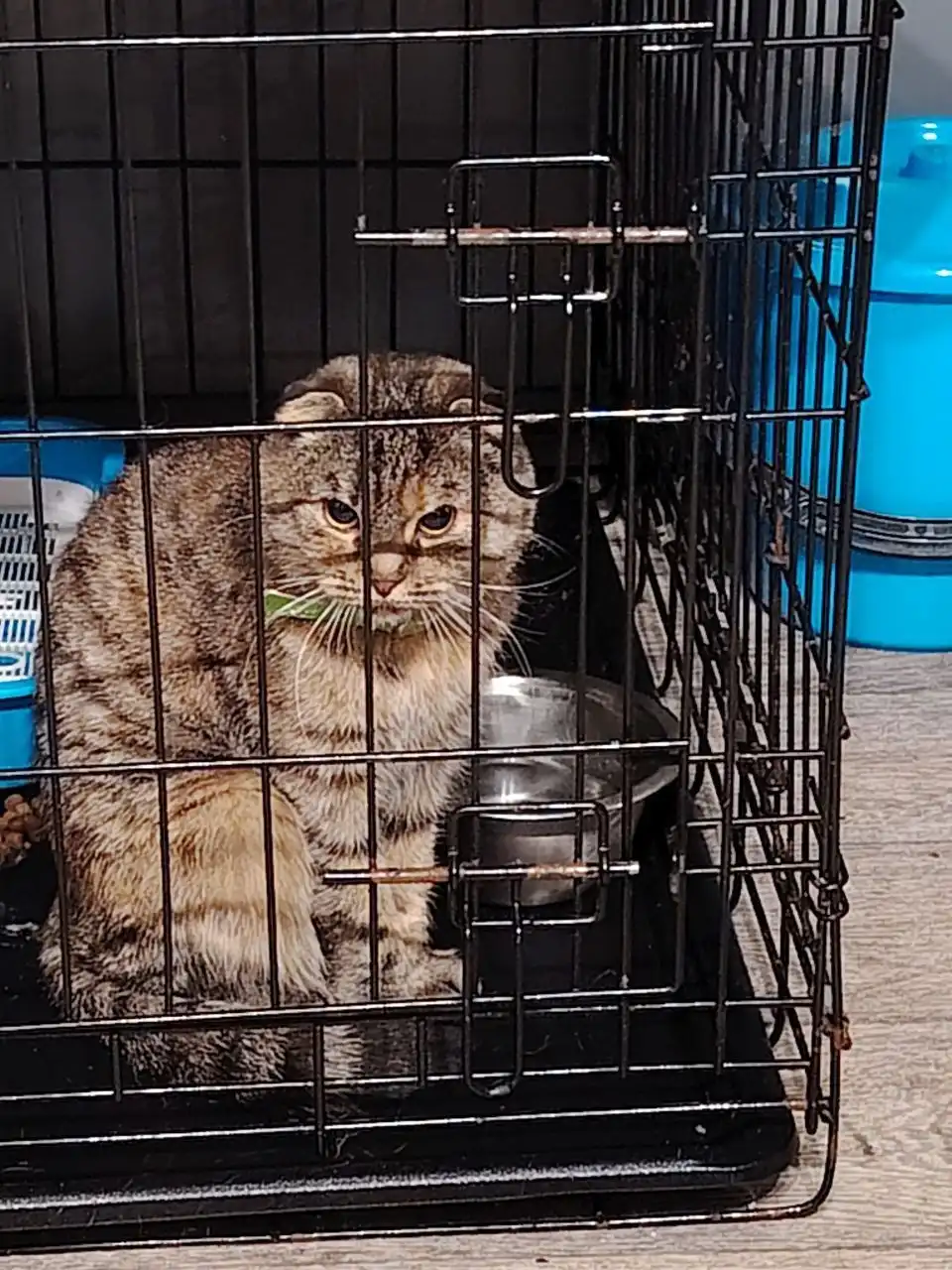 Кошечка с подъезда отправляется на передержку в Иркутск