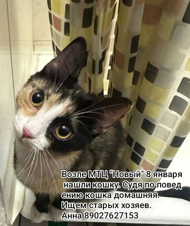 Найдена домашняя кошка в Иркутске