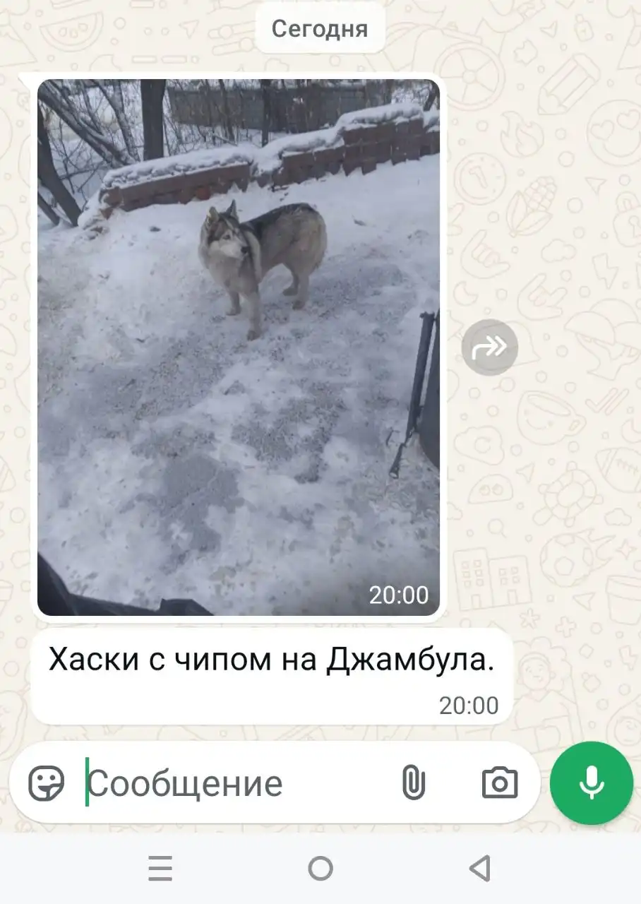 Потеряшка собака Иркутск