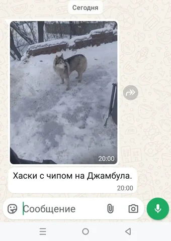 Потеряшка собака Иркутск - Животные в Иркутск