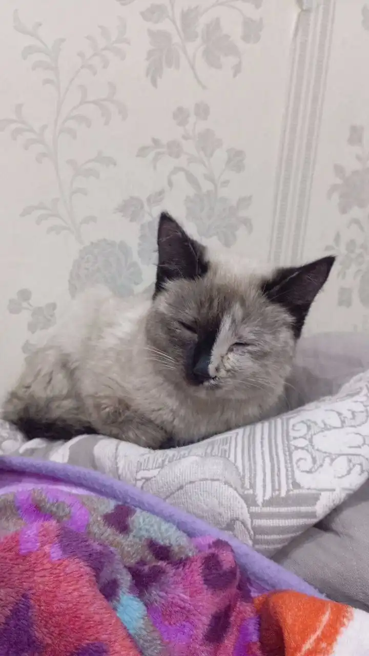 Потеряшка Иркутск Животные