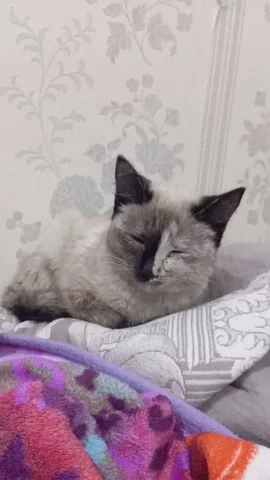 Потеряшка Иркутск Животные - Животные в Иркутск