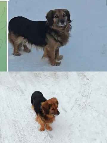 Потерянная собака в Берёзовом, Марково - частное объявление в Берёзовый