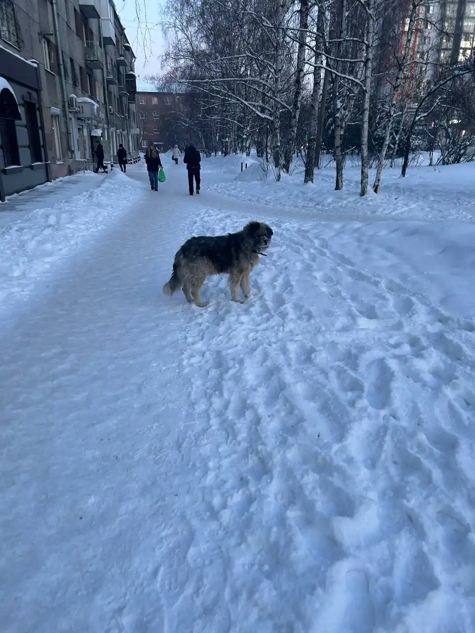 Потерянная собака в районе Советской - Животные в Иркутск
