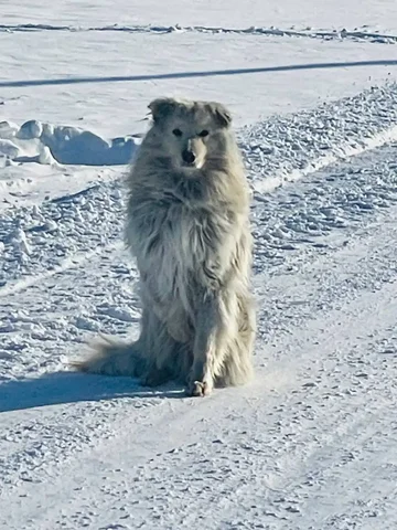 Найдена собака в п. Кутулик - Собаки в Кутулик