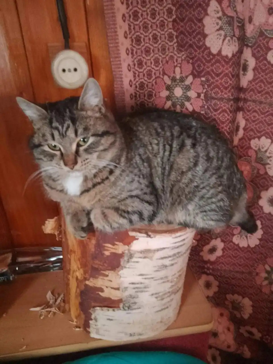 Потерялась домашняя кошка Мишон в районе 13 советский переулок дом 8 - Поиск/Пропажа (Животные) в Иркутск
