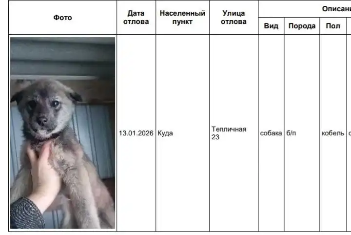 Собаки в приюте в Усолье - Собаки (Животные) в Усолье