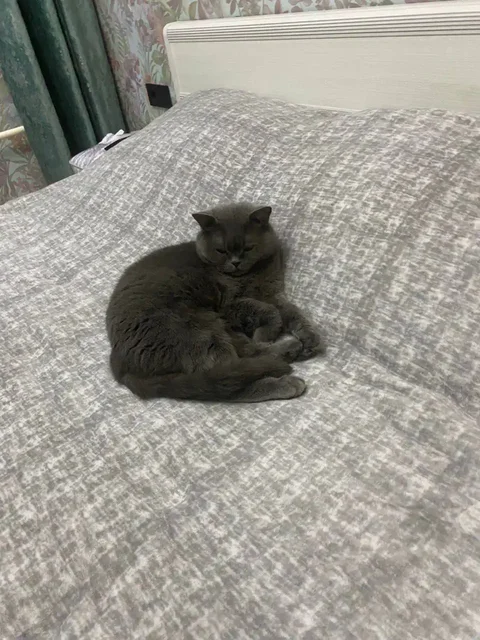 Найдена британская кошка в Иркутске - частное объявление в Иркутск