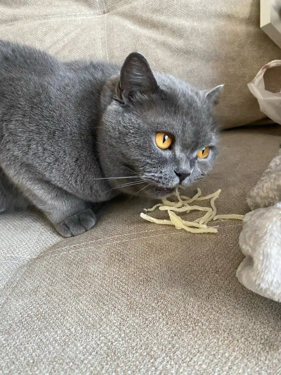 Найдена британская кошка в Иркутске - Кошки (Животные) в Иркутск