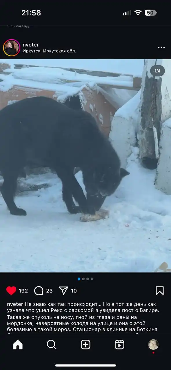 Потеряшка Иркутск Животные - Животные в Иркутск