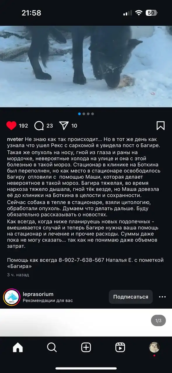 Потеряшка Иркутск Животные - Животные в Иркутск