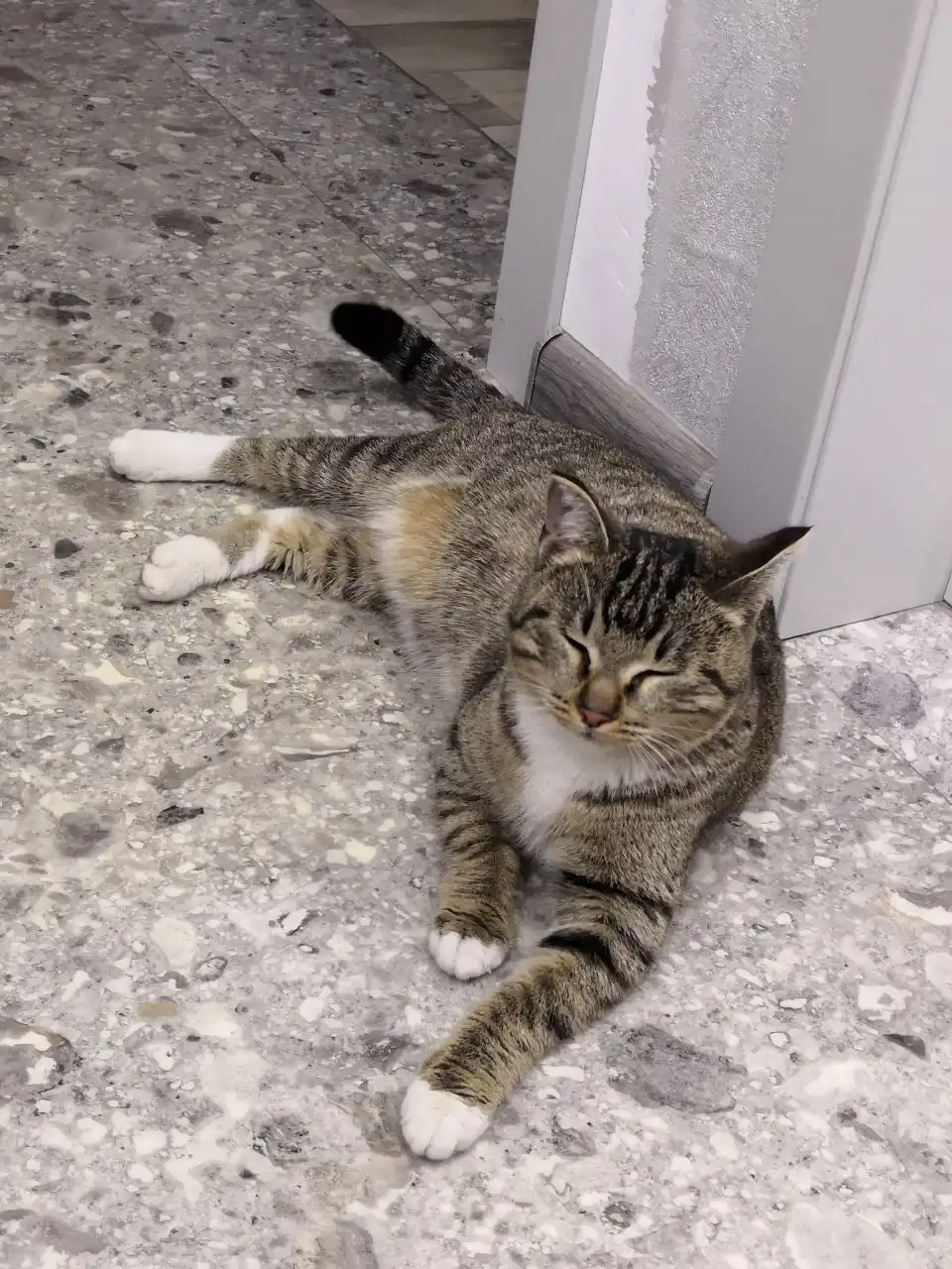 Найдена кошка в берёзовой роще Молодёжного - Кошки (Животные) в Иркутск