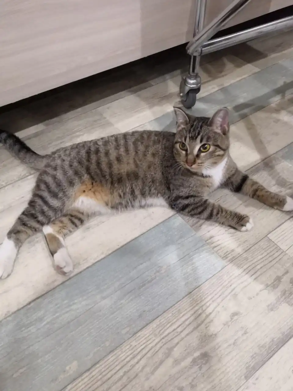 Найдена кошка в берёзовой роще Молодёжного - Кошки (Животные) в Иркутск