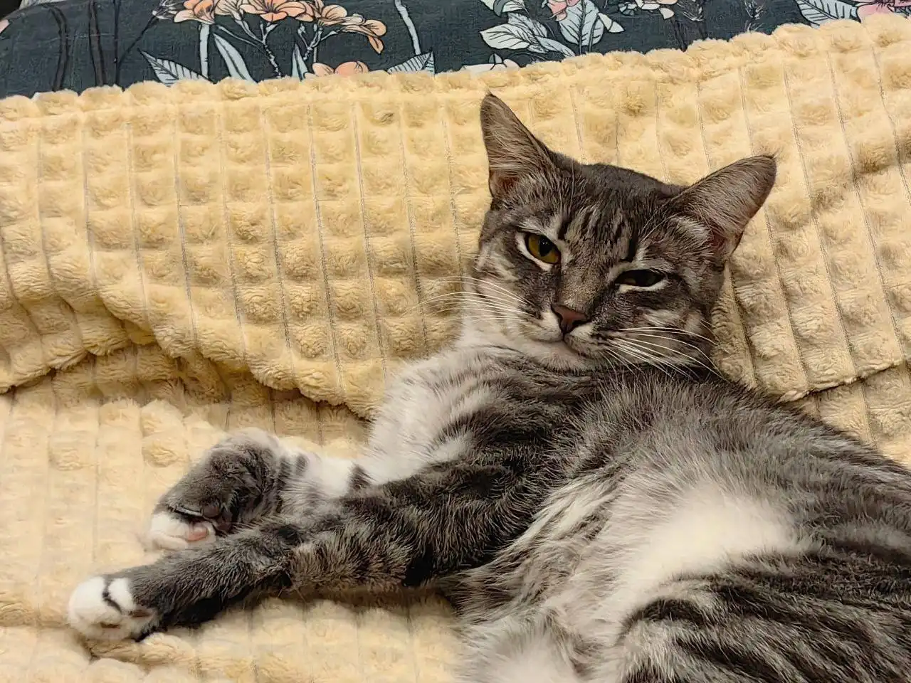 Передержка найденной кошки в Иркутске - Передержка (Животные) в Иркутск