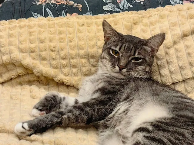 Передержка найденной кошки в Иркутске - частное объявление в Иркутск